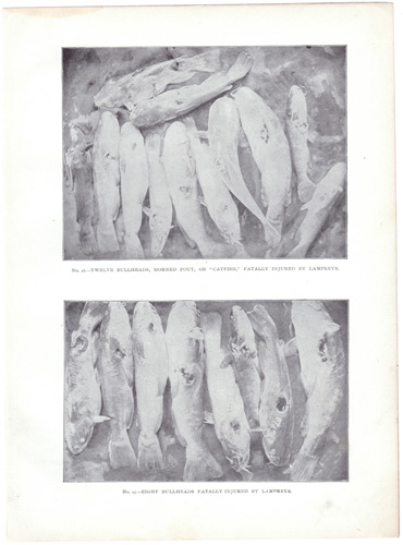 [BULLHEADS, HORNED POUT, ETC.]